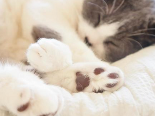猫の肉球について