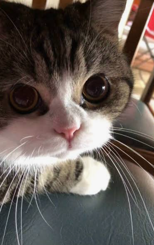 猫のヒゲは高感度アンテナであり感情のレーダー!知られざる「5つの役割」と注意点