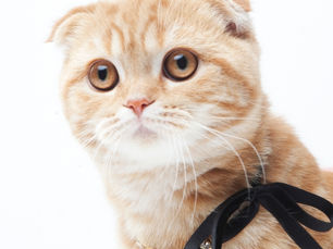 スコティッシュフォールド