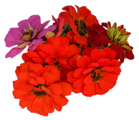 Zinnia