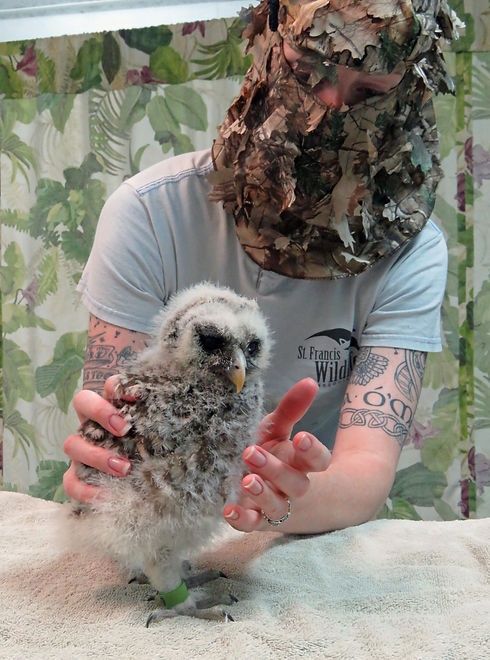 Volunteer with Baby Barred Owl