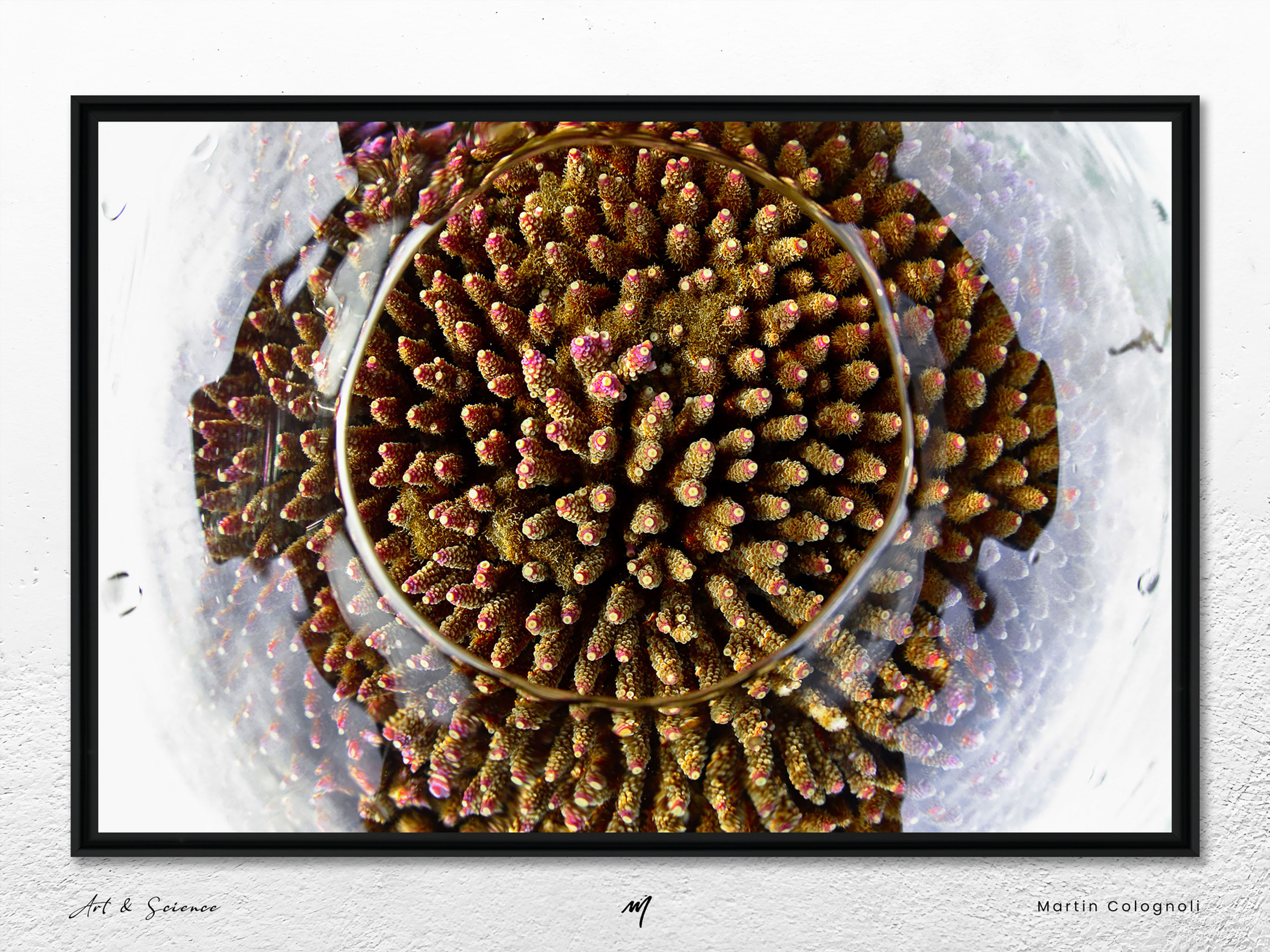 Corail photographié à fleur d’eau à Bali par Martin Colognoli dans l’œuvre SEA FLOWERS 2