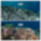 BEFORE AFTER 2 ©Martin Colognoli - Coral Guardian.jpg