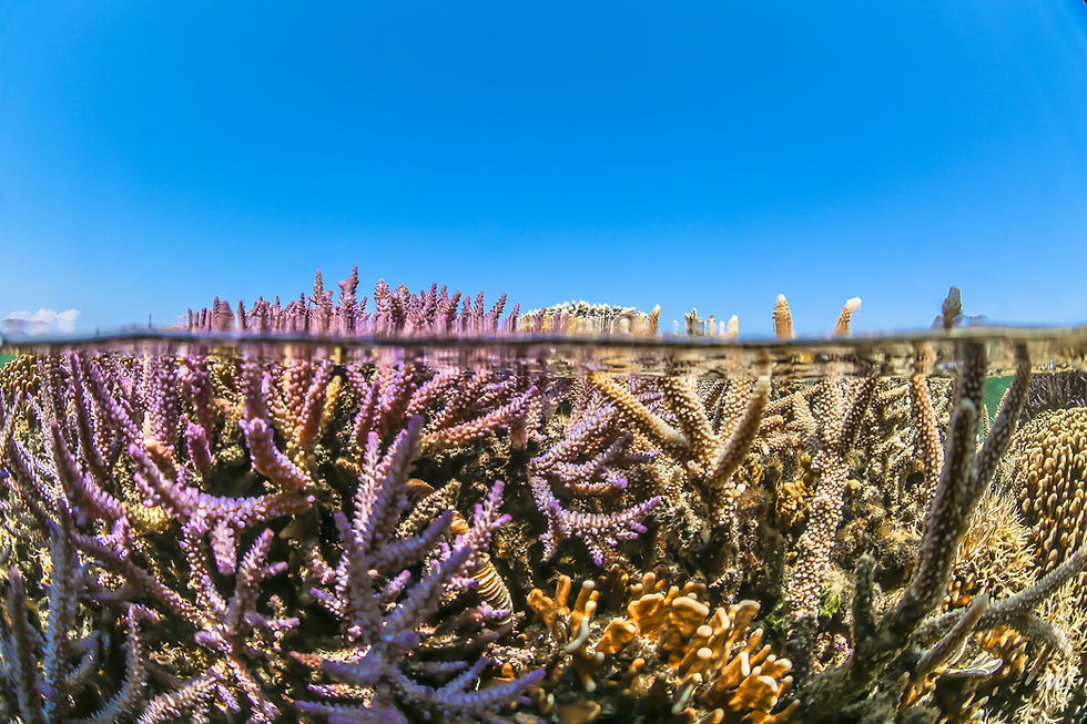 Corail sortant de l'eau éclatant sous la lumière