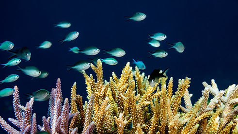 Museum Coral Guardian Martin Colognoli ff2.jpg