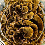 Thumbnail: Sea flowers IV