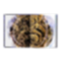Livre_corail_martin_colognoli2.png