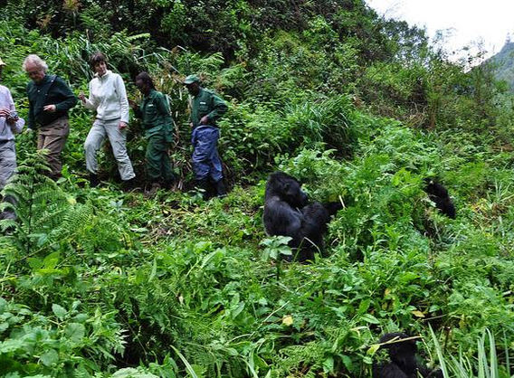 gorilla watching.jpeg