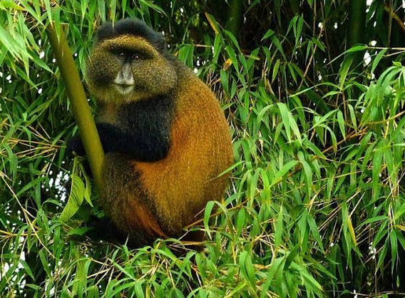 golden monkey.jpeg