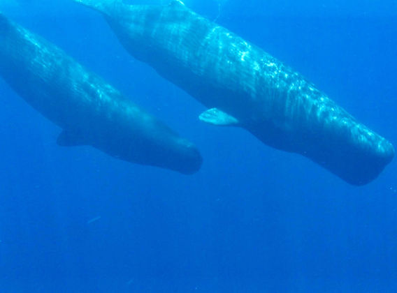whales diving
