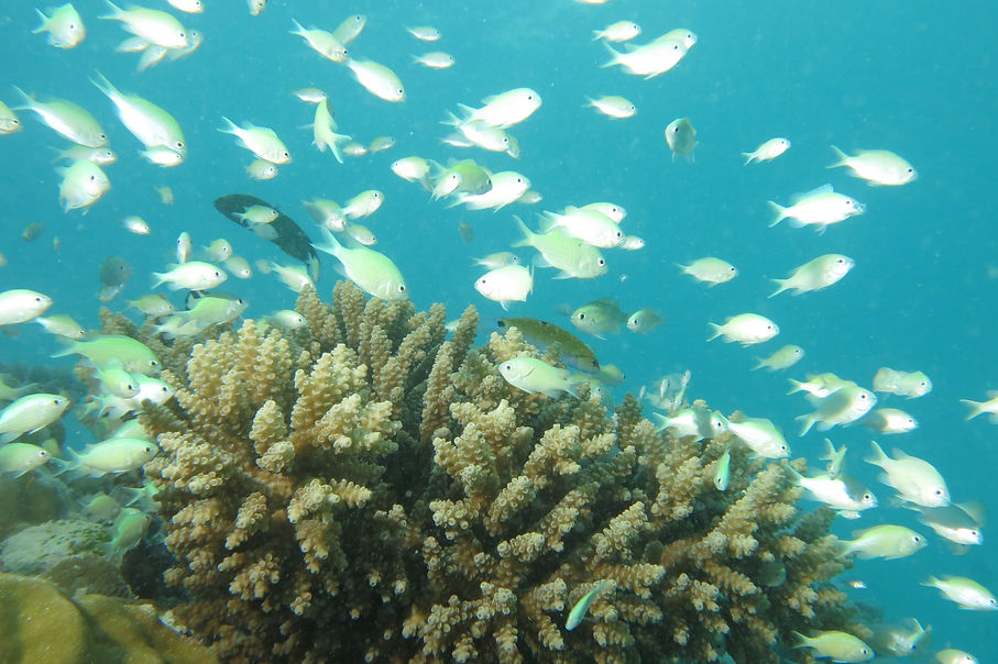 School of chromis.JPG