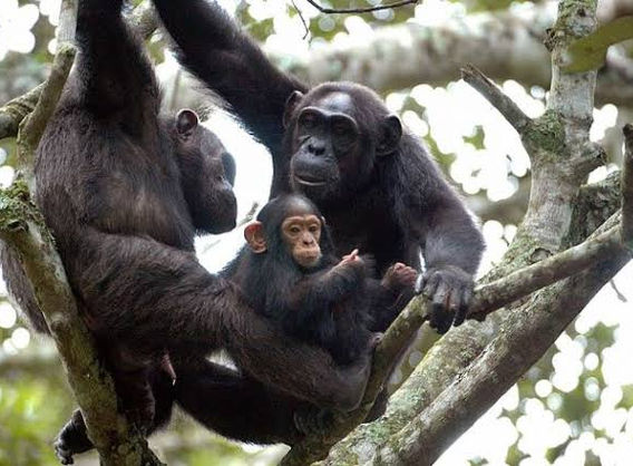 chimps 2.jpeg