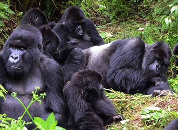 gorillas 2.jpeg