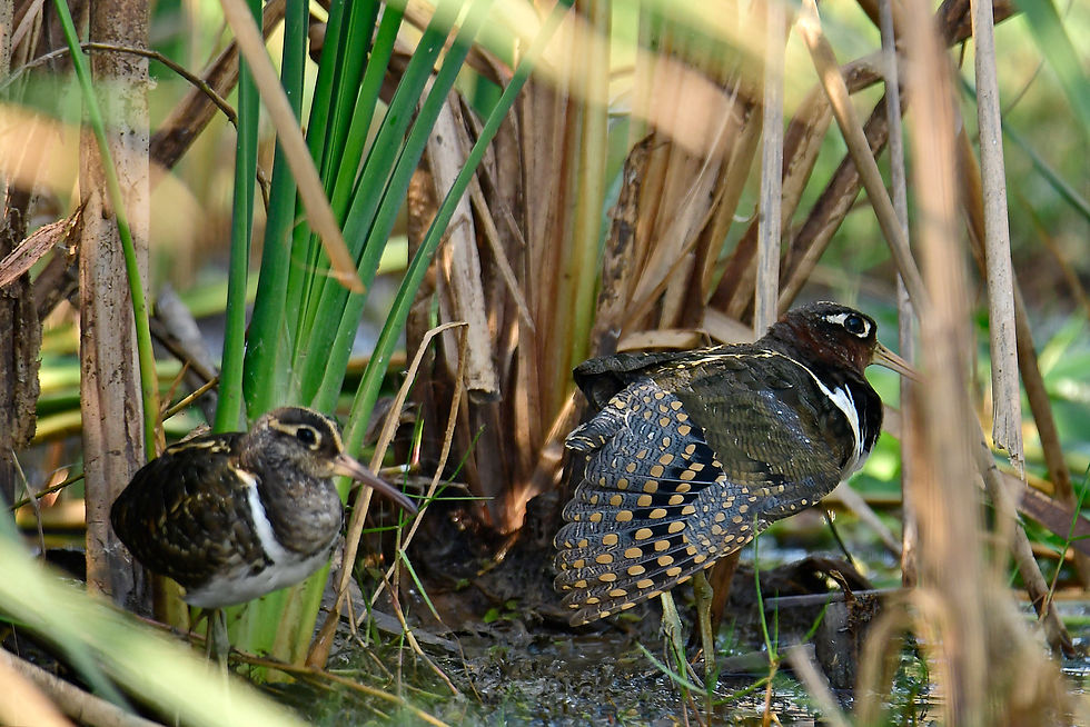 Greater Painted Snipe