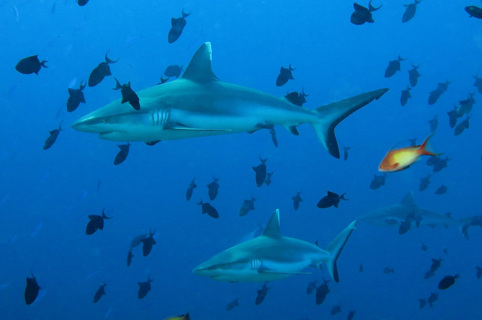 White-tip Sharks