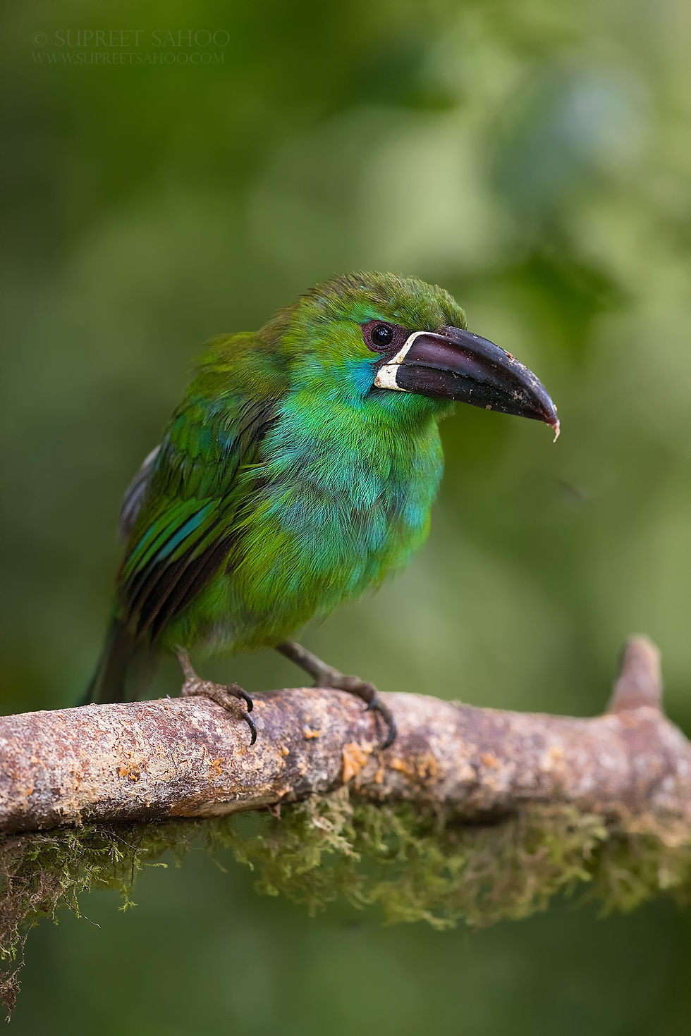 Crimson Rumped Toucanet