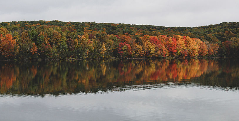 Background image of trees