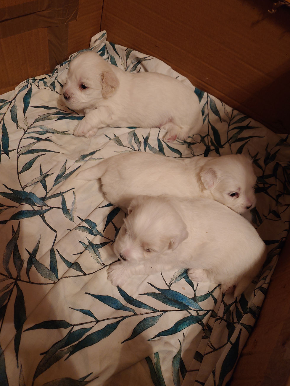 Pennut kasvavat hurjaa vauhtia – 29.1.2026 🐶🌱