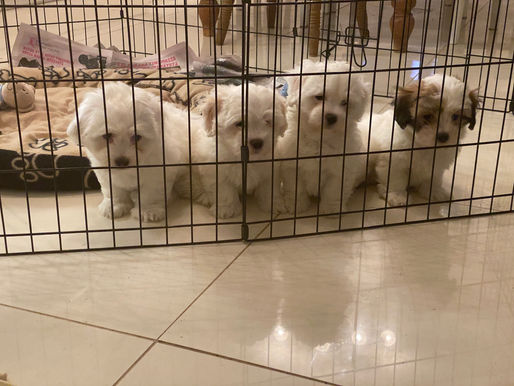 Tänään kaikki koiranpennut lähtenyt uusiin koteihinsa.