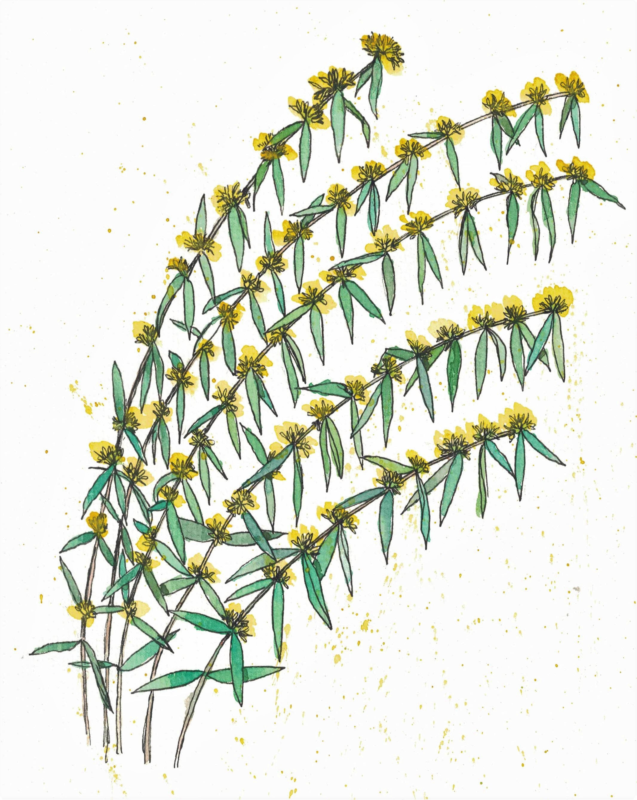 Solidago caesia- Blue-stemmed Goldenrod