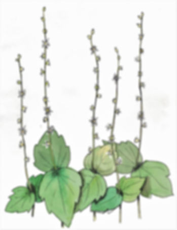 Mitella diphylla- Bishop's Cap