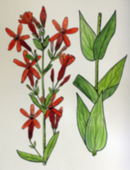 Silene regia - Royal Catchfly