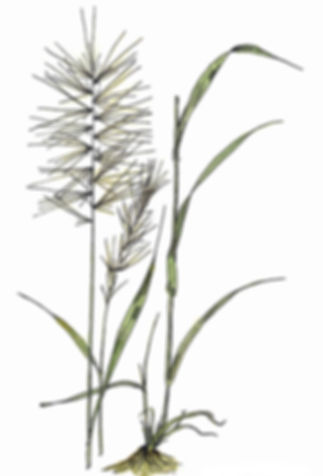Elymus hystrix- Bottlebrush Grass