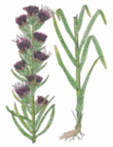 Liatris punctata - Dotted Blazing Star