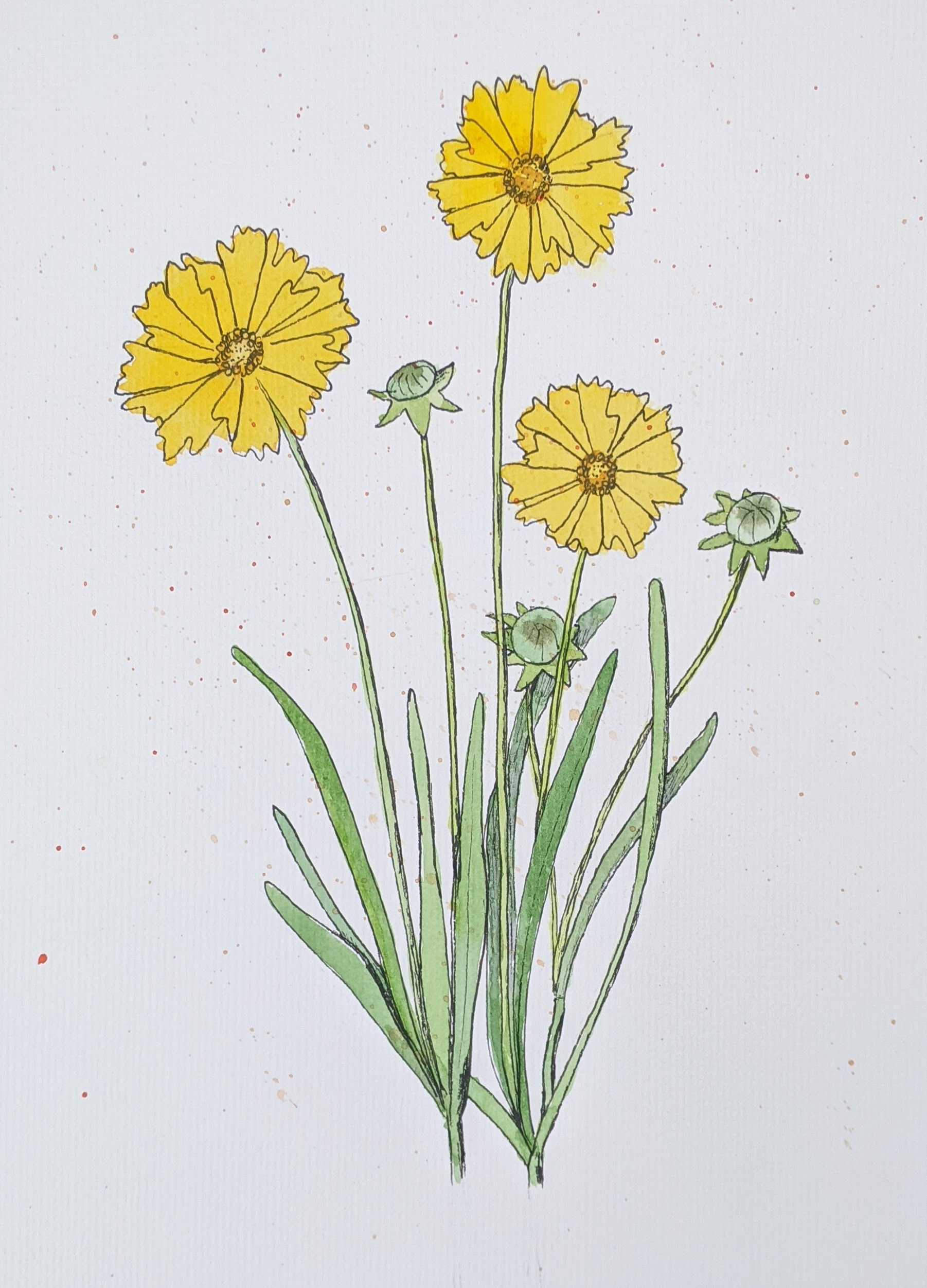 Coreopsis grandiflora- Large-flowered Coreopsis