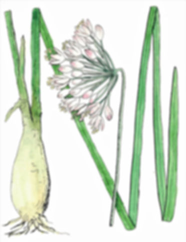 Allium cernuum - Nodding Onion