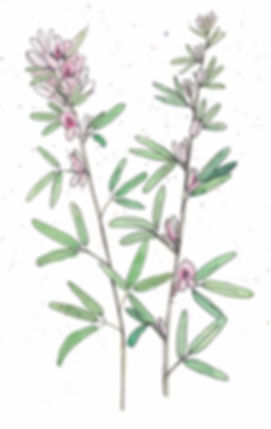 Lespedeza virginica - Slender Bush Clover