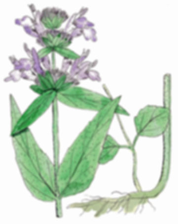 Blephilia ciliata - Ohio Horsemint