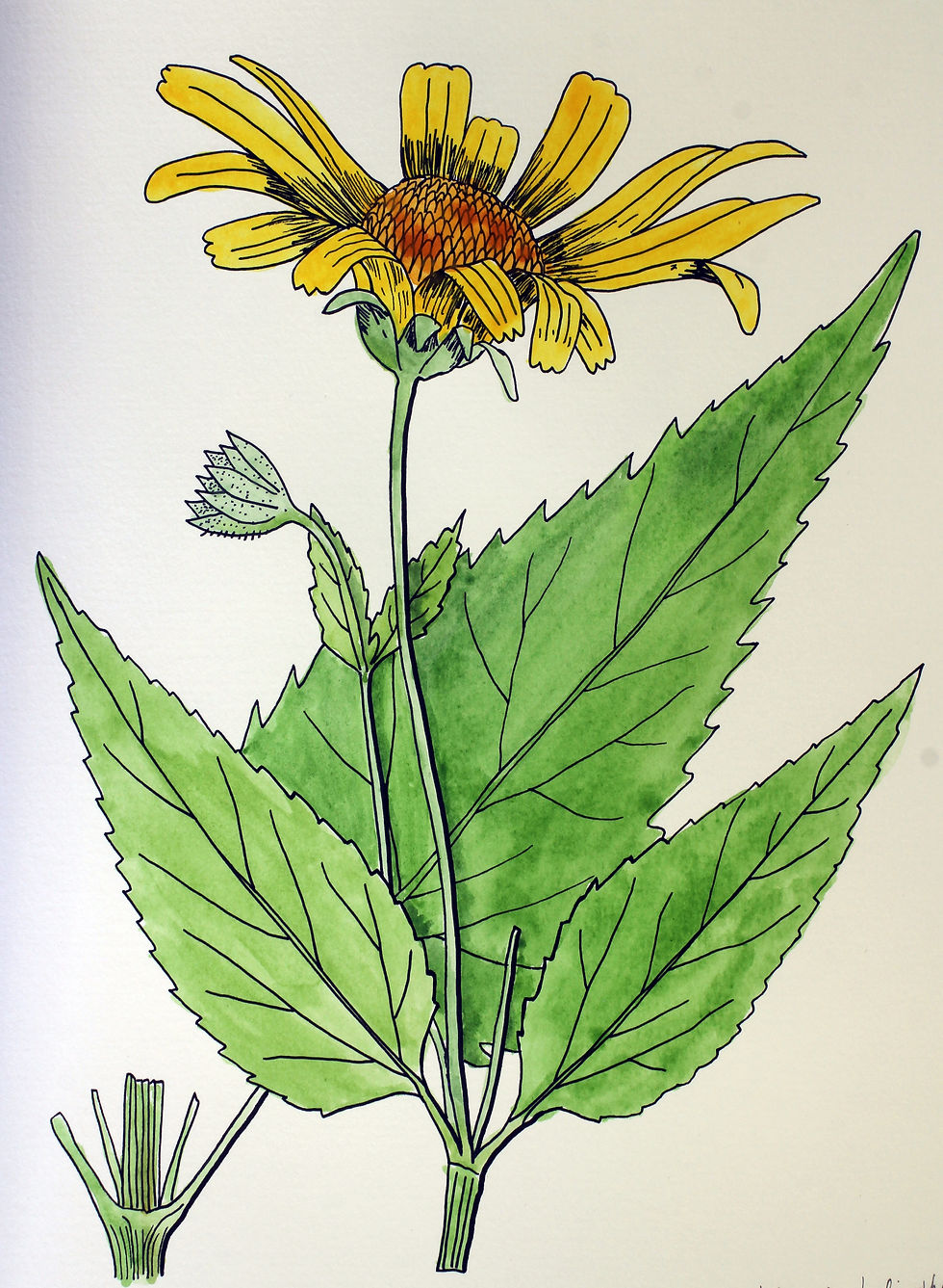 Heliopsis helianthoides -  Ox-eye Sunflower