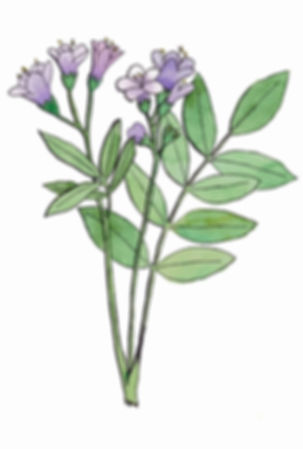 Polemonium reptans - Jacob’s Ladder