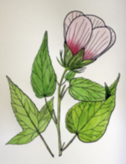 Hibiscus laevis - Rose Mallow