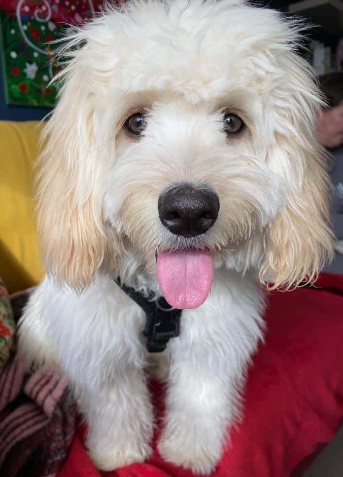 They call it puppy love…