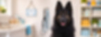Toiletteur_Chien_Jura_Bernois_Tramelan