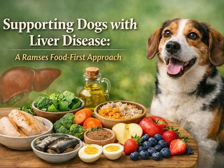 Supporting Dogs with Liver Disease