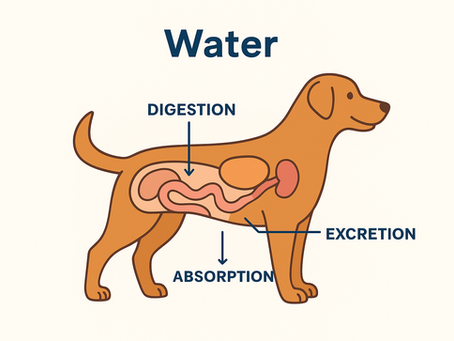Importance of Water & Your Dog's Health