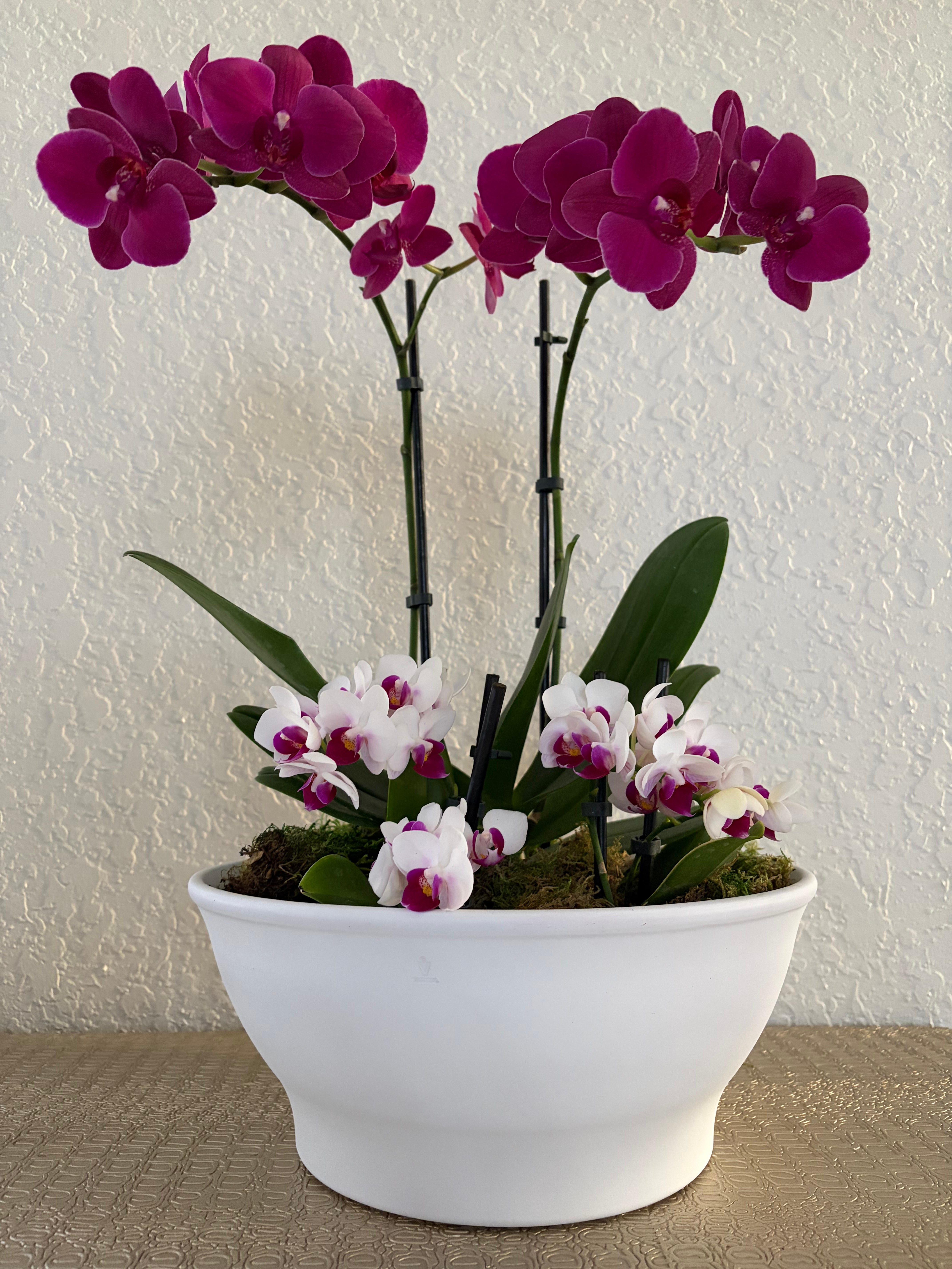Purple Orchids 