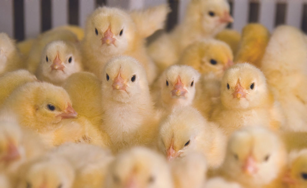 Chicks in hatching trays 9.jpg