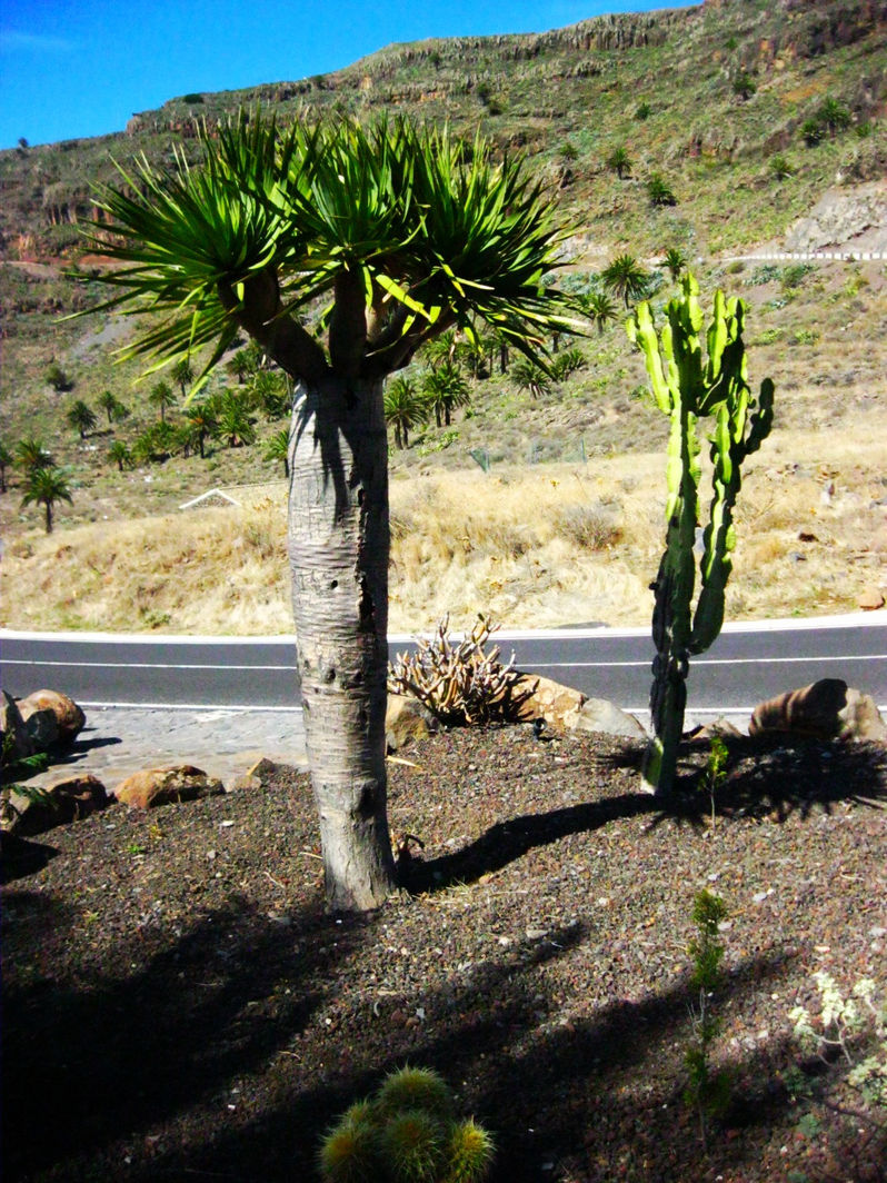 ISOLE CANARIE. La Gomera, l'isola di Cristoforo Colombo
