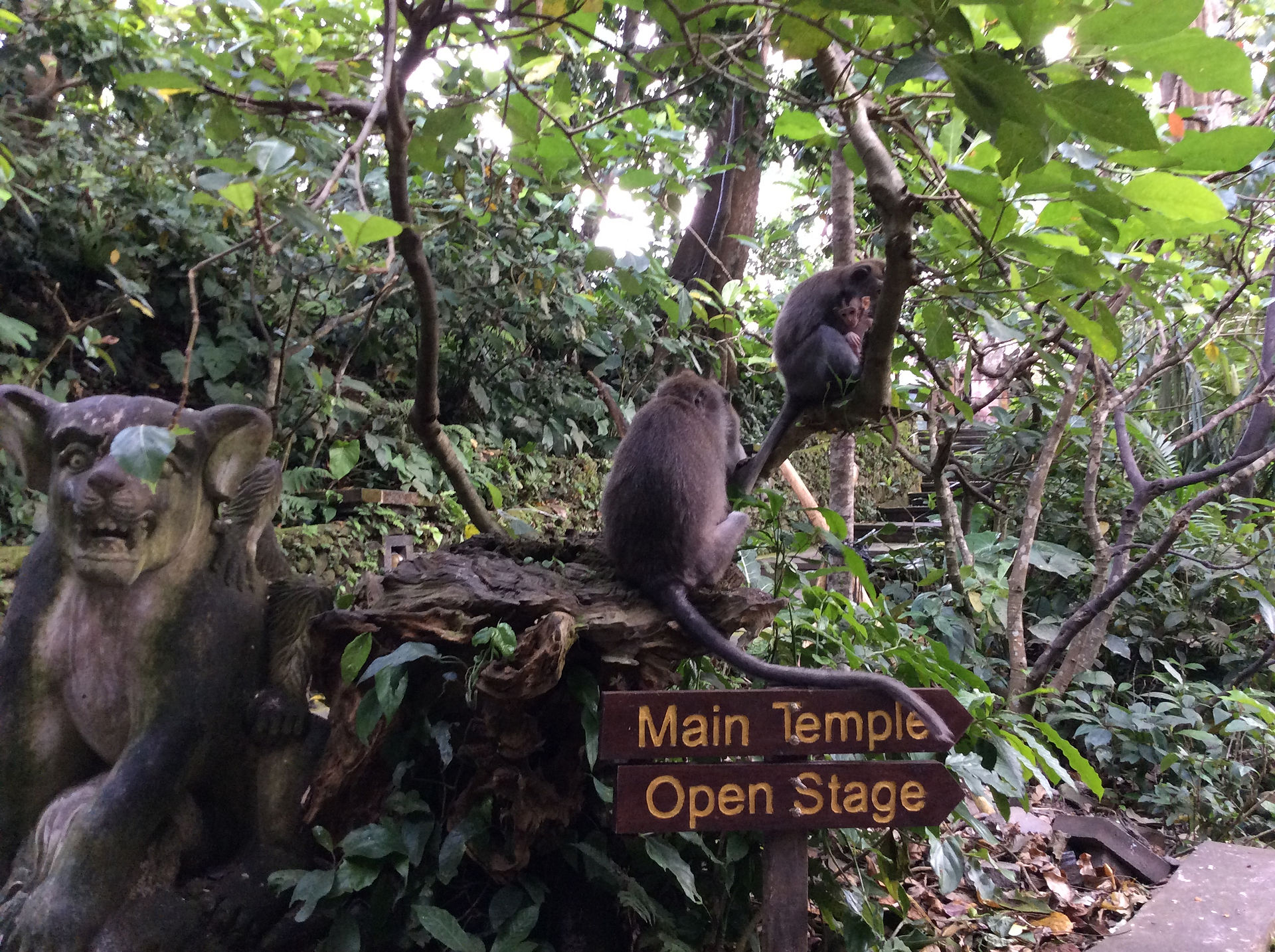 Monkey Forest, Ubud