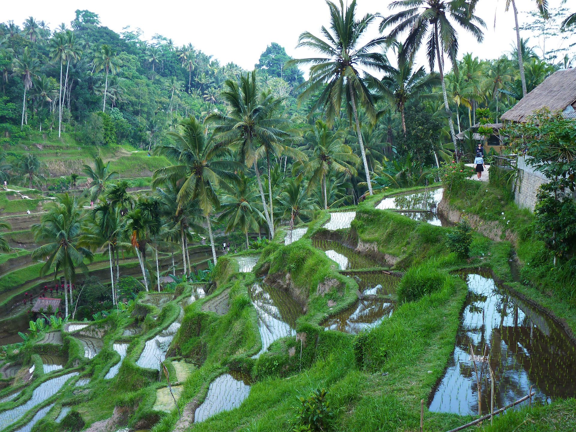 Risaie Terrazza di Tegalalang, Ubud