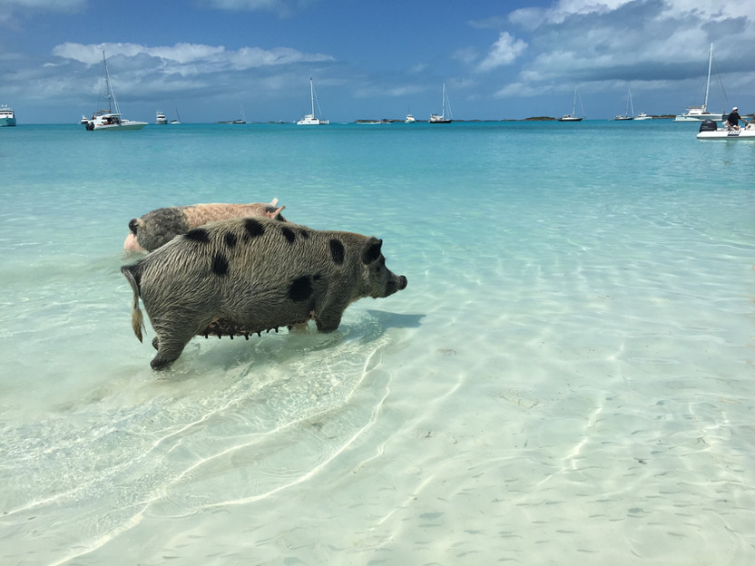 BAHAMAS. Tra maialini, squali e iguane: un giorno in barca alla scoperta di Exuma