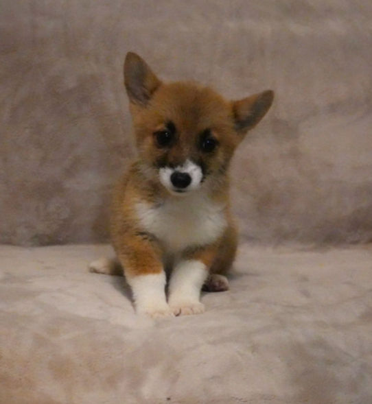 Charlotte, a red and white Pembroke Welsh Corgi puppy for sale, sitting on a soft gray blanket.