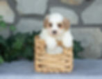 Ernest, cream male Maltipoo with apricot accents sitting in a woven basket, available for sale in PA.