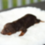 Dove chocolate and tan F1B Cavapoo puppy resting peacefully on a plush white blanket in Honey Brook, PA.