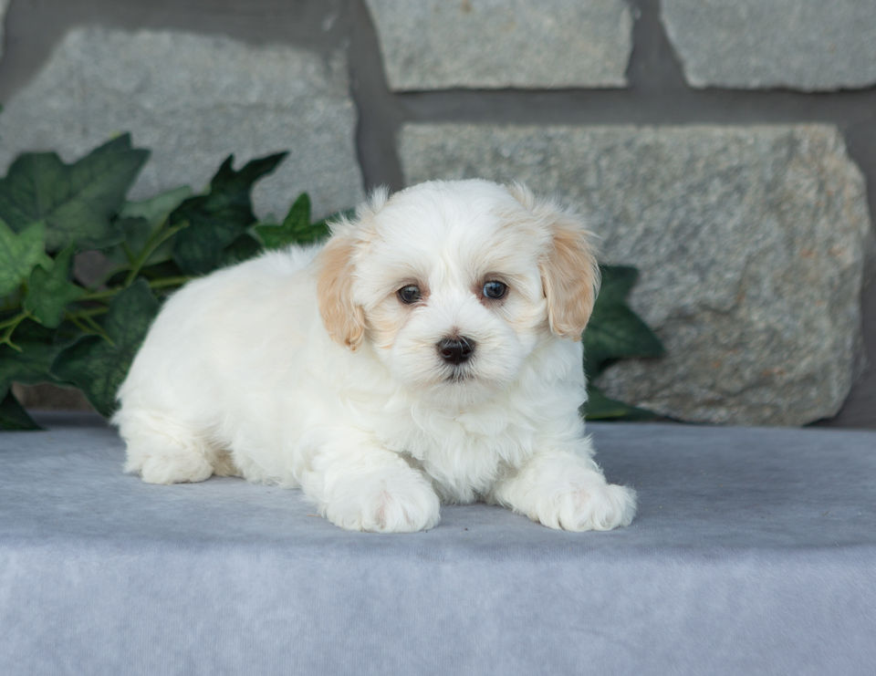Davis, cream male Maltipoo with apricot accents looking at the camera, available for sale in PA