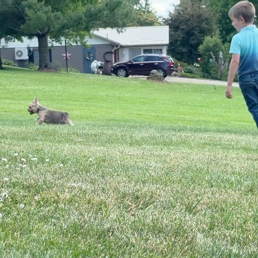 Video of french bulldog puppy for sale in OH